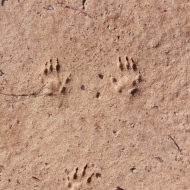 small mammal trackway