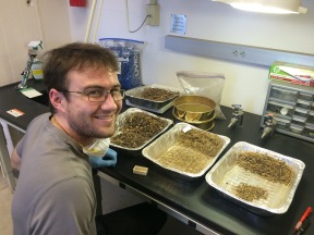 Lab Assistant Patrick sorting excavated woodrat midden sediments.